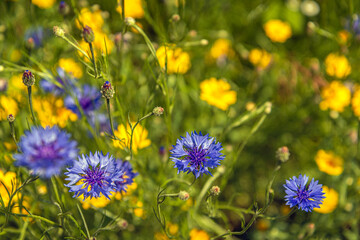 Close-up of budding and blue blooming cornflowers in the foreground of a Dutch field border to promote biodiversity. Bright yellow flowers bloom in the background. It's a sunny day in springtime.