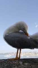 Seagull portrait against sea shore. Close up view of white bird seagull sitting by the beach. Wild seagull with natural blue sea background
