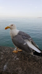 Seagull portrait against sea shore. Close up view of white bird seagull sitting by the beach. Wild seagull with natural blue sea background