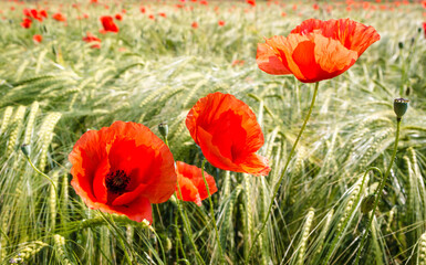 Fototapeta premium Red poppies and wheat field during sunrise in the summer. Podcetrtek, Slovenia.