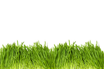 Obraz premium Isolated bright green grass on a white background. Green Grass Border With White Background.