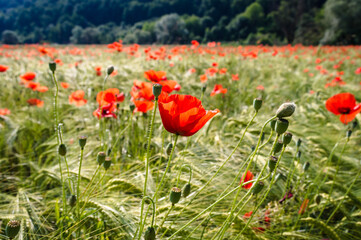 Red poppies and wheat field during sunrise in the summer. Podcetrtek, Slovenia.