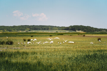 Obraz premium White egrets on field in summer
