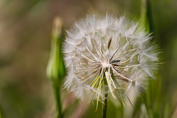 Fototapeta premium dandelion head