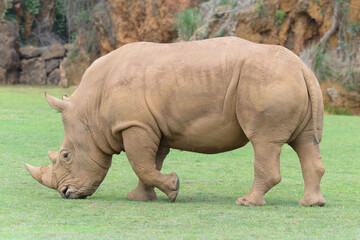 Obraz premium White rhino posing in profile. 