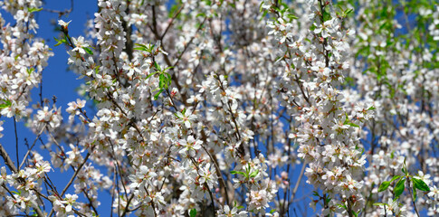branch with white almond flowers on blue sky background, sunny spring day