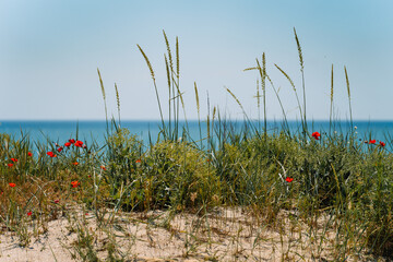 poppy field on the beach by the sea