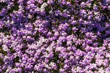 Moss pink or mountain phlox