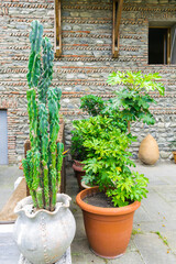 Cactus, large cacti elongated tree in pot in green park garden outdoor against brick wall in summer, nature landscape, tropics, vertical