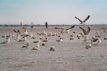 Fototapeta premium flock of seagulls on beach