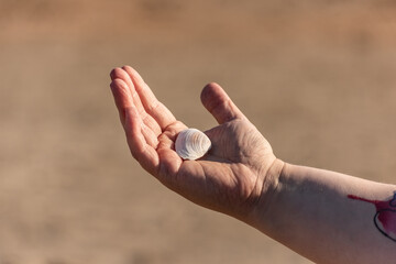 Hand holding a white sea shell.