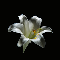 white lily flower