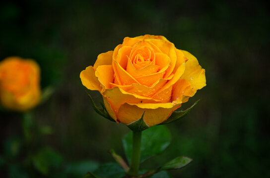 Yellow rose in the garden on a dark background.
