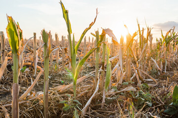 Cut corn stubble and chaff in an autumn field after the harvesting of the maize crop at sunset
