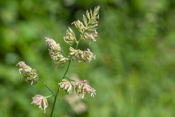 Close up of seeds and pollen on a cat grass (dactylis glomerata) plant