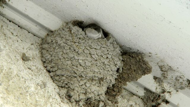 young baby swallow looking out from the nest