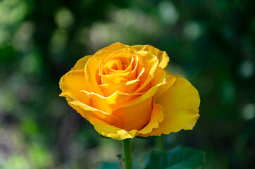 Yellow rose in the garden on a dark background.
