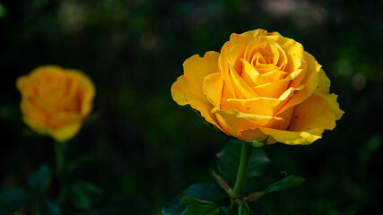 Yellow rose in the garden on a dark background.