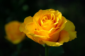 Yellow rose in the garden on a dark background.