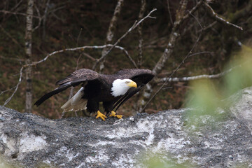 A majestic Bald Eagle spreads his wings as he prepares to fly. 