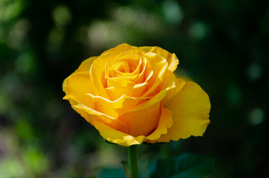 Yellow rose in the garden on a dark background.