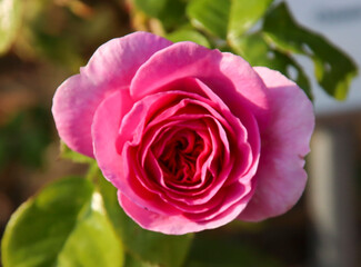 Rose garden Guldemondplantsoen in Boskoop with rose variety Ozeana in pink color