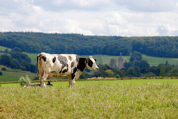 Dutch cow standing on the hillside and nibbling fresh grass on the green meadow, Open farm with dairy cattle on the field in countryside of Limburg is the most southern province of the Netherlands.