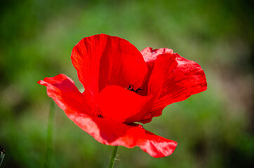 Blooming red, beautiful poppy in the meadow in the garden.