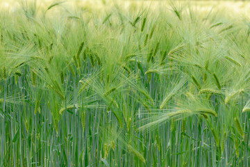 Selective focus of young green barley (gerst) on the field in countryside, Hordeum vulgare, Texture of soft ears of wheat in the farm, Agriculture industry, Nature pattern background.