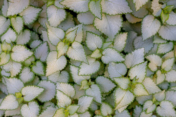 Selective focus white green leaves of spotted dead-nettle, Lamium maculatum is a species of...
