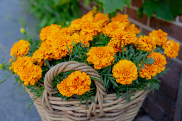 Obraz na płótnie Canvas Selective focus of golden yellow flower in the wicker basket, Tagetes erecta the Mexican marigold or Aztec marigold is a species of the genus Tagetes, Nature floral background.