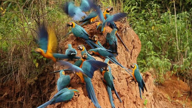 Peruvian Rainforest - Wildlife of Tambopata National Reserve, Madre de Dios, Peru