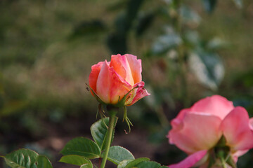 Rose garden Guldemondplantsoen in Boskoop with rose variety Isabelle Autissier