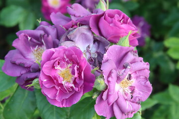 Fototapeta na wymiar Rose garden Guldemondplantsoen in Boskoop with rose variety Rhapsody in Blue