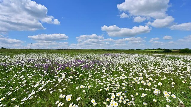 field of flowers and blue sky	