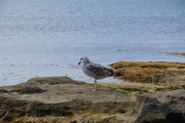 The seagull feeds on the shore, against the background of the blue sea.