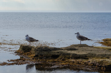 The seagull feeds on the shore, against the background of the blue sea.