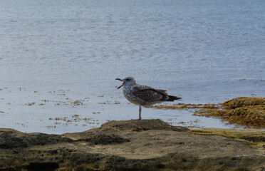 The seagull feeds on the shore, against the background of the blue sea.