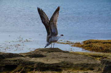 The seagull feeds on the shore, against the background of the blue sea.