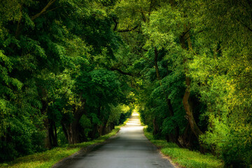 green dense deciduous forest with lush foliage and deserted asphalt road