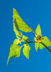 Tomatillo flower with branch of leaves