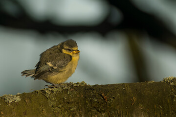 Young blue tit on a branch waiting to parental feeding. First day of fladged bird out of breeding nest. Wildlife of fledgling heading new life challenges.
