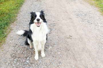 Outdoor portrait of cute smiling puppy border collie sitting on park background. Little dog with funny face in sunny summer day outdoors. Pet care and funny animals life concept.