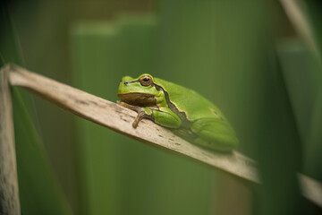 Male of European tree frog (Hyla arborea) sitting on dry cattail leaf waiting for females during breeding season. Wildlife macro take with green beige contrast