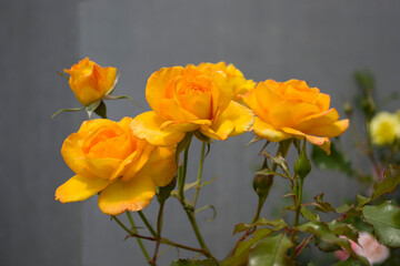 Beautiful yellow roses on a gray background.