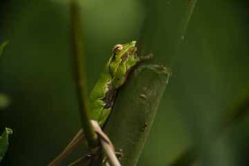 Male of European tree frog (hyla arborea) sitting on a willow trunk waiting for females during breeding season. Wildlife macro photography