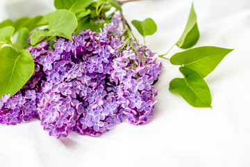 The branch of purple lilac on white fabric background
