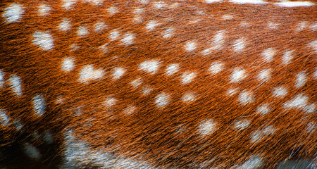 Skin of fallow deer (Dama dama) is a ruminant mammal belonging to the family Cervidae. This common species is native to western Eurasia, © Daniel Meunier
