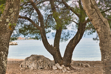 Tree by the sea