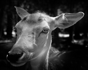 Close up fallow deer (Dama dama) is a ruminant mammal belonging to the family Cervidae. This common species is native to western Eurasia, © Daniel Meunier